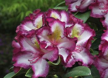 R.Pushy Purple